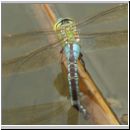 Anax imperator - Grosse Koenigslibelle w12.jpg